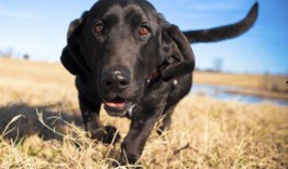 小灵一家爆料视频全集