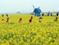 热点爆料油菜花视频,短视频记录下的春日田园风光