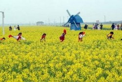 热点爆料油菜花视频,短视频记录下的春日田园风光