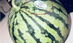 网红瓜都是谁吃的图片