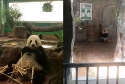 广州动物园网友爆料视频,惊现神秘动物身影！