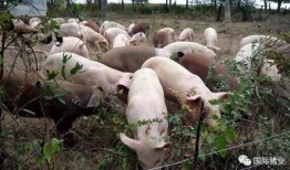 印尼猪瘟最新爆料图片,最新爆料图片揭示严峻形势
