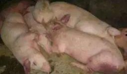 印尼猪瘟最新爆料图片,最新爆料图片揭示严峻形势