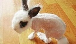 娱乐吃瓜酱小动物视频下载,小动物视频下载攻略，轻松捕获萌宠瞬间