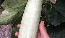 网红瓜都是谁吃的图片