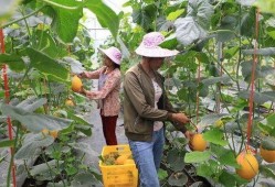 网红瓜都是谁吃的图片