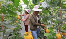 网红瓜都是谁吃的图片