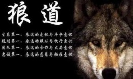 狼道网友爆料视频下载,揭秘网络背后的真实世界