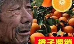 大爷爆料茶叶事件视频,大爷爆料视频曝光惊人真相