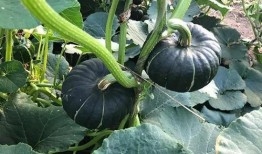 51网红吃瓜网,揭秘娱乐圈最新热点，带你领略网红圈风云变幻