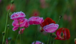 虞美人盛开的山坡在线观看,探寻诗意山野的浪漫之旅