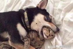 狗子爆料周冬雨视频播放,真相究竟如何？