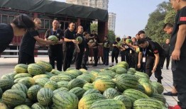 石家庄信工新瓜最新爆料,揭秘信工最新动态与热点事件